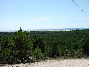 Unendlich erscheinende W�lder