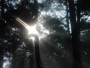 Tolles Licht durch die Baumwipfel