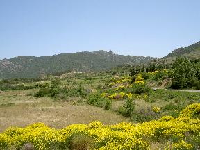 Garrigue
