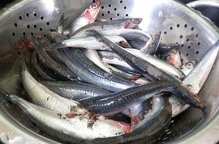 Anchois de Collioure