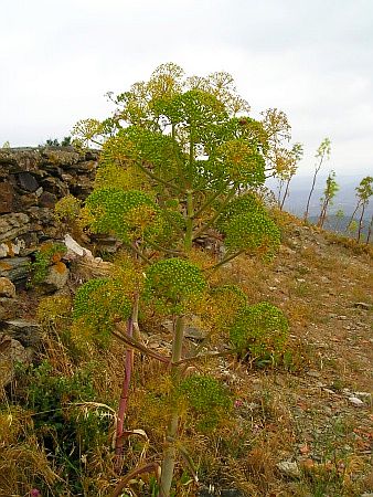 L`ermitage de For�a-R�al