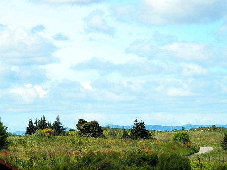 Garrigue