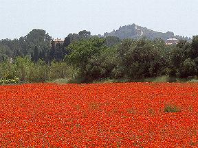 Mohnfeld 