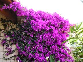 Bougainvillea