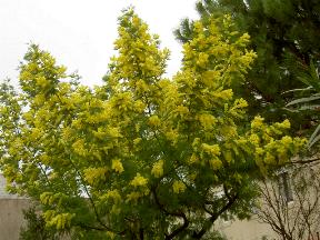Mimose