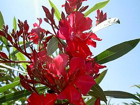 Oleander