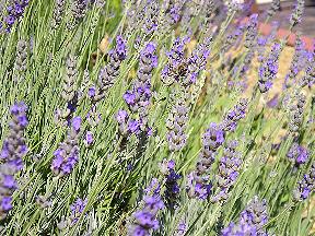 Lavendel