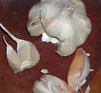 Knoblauchknolle und Knoblauchzehen