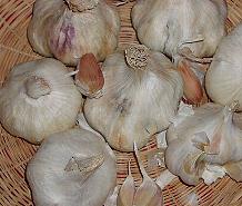 Knoblauchknollen