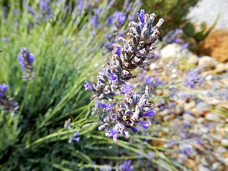 Lavendel