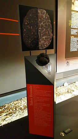 Maison de la Truffe d`Occitanie