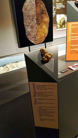 Maison de la Truffe d`Occitanie