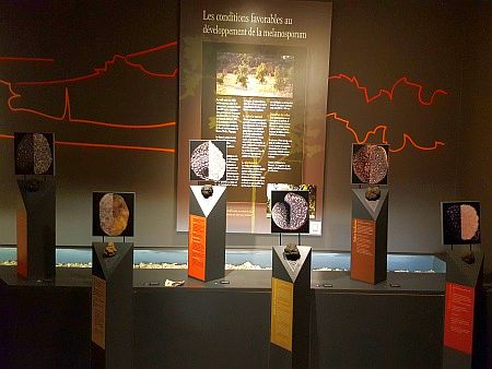 Maison de la Truffe d`Occitanie