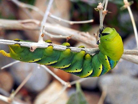 Nachtschw�rmerraupe