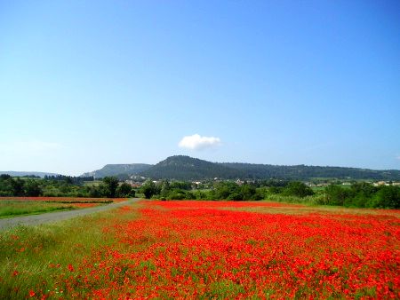 Mohn