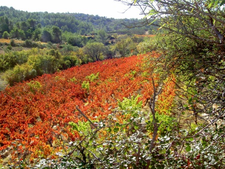 Herbst im Corbires