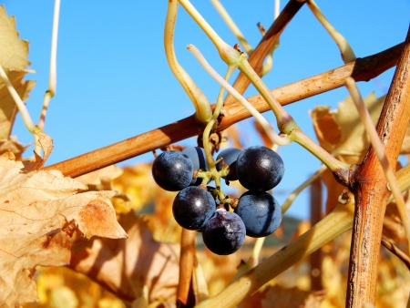 Herbst im Corbires