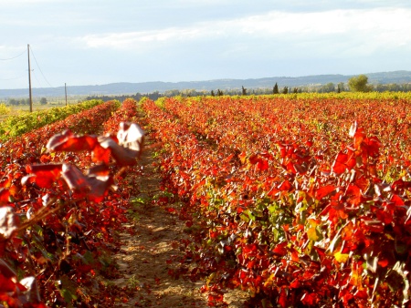 Herbst im Corbires