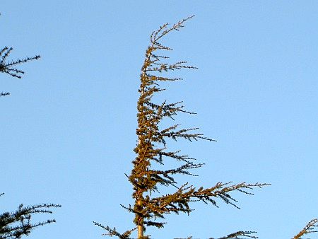 Woher der Wind weht, sieht man