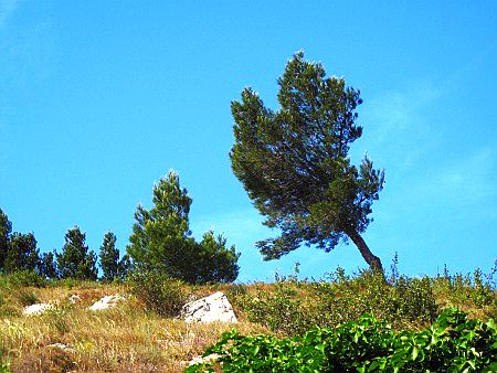 Schiefe B�ume �berall