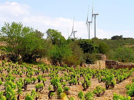 Windkraftanlagen und Wein