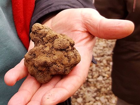 Gerade gefundene Tr�ffel