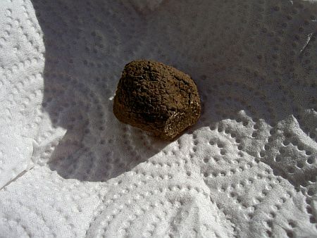 Diese Tr�fffel kostet etwa 5 Euro