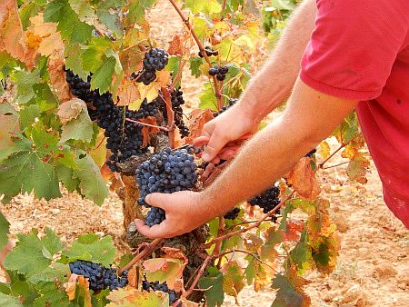 Weinernte