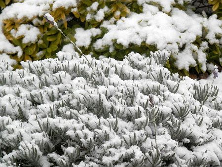 Schnee im Corbires