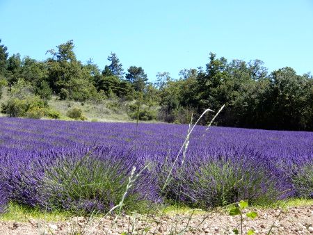 Lavendel