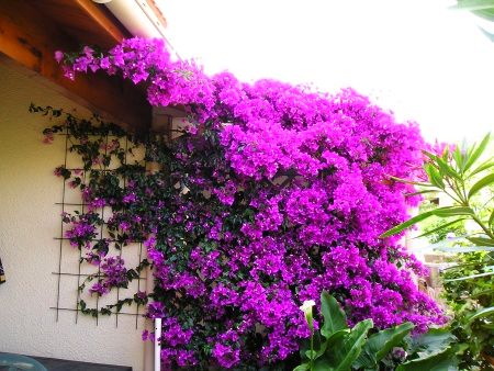 Bougainvillea