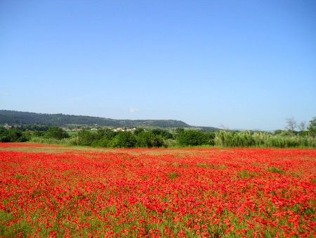 Mohn