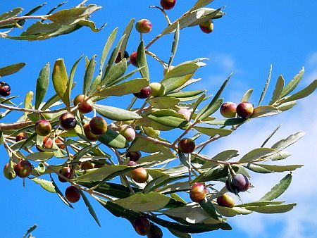 Oliven