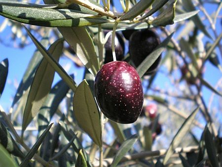 Oliven