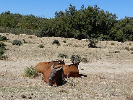 R�serve Africaine de Sigean