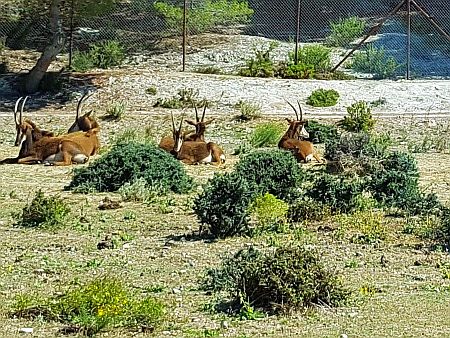 R�serve Africaine de Sigean