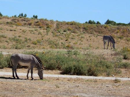 R�serve Africaine de Sigean