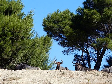 R�serve Africaine de Sigean