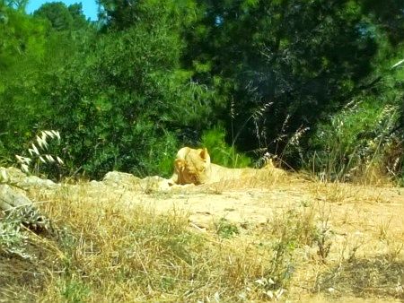 R�serve Africaine de Sigean