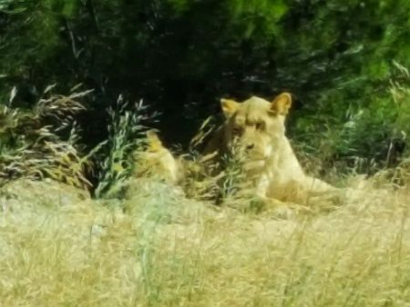 R�serve Africaine de Sigean