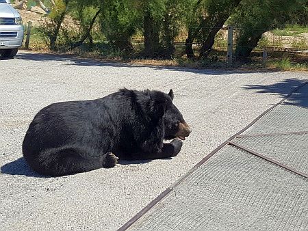 R�serve Africaine de Sigean