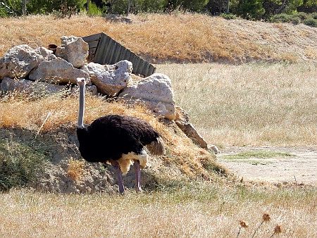 R�serve Africaine de Sigean