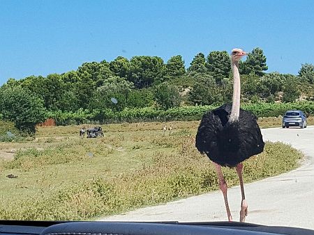 R�serve Africaine de Sigean