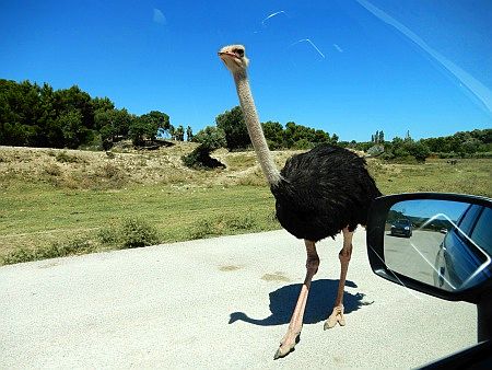 R�serve Africaine de Sigean