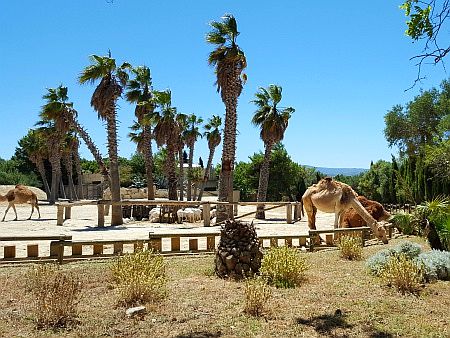 R�serve Africaine de Sigean