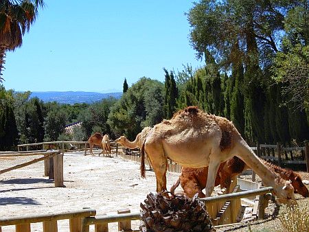 R�serve Africaine de Sigean