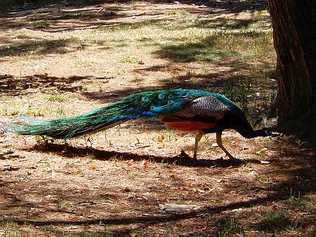 R�serve Africaine de Sigean