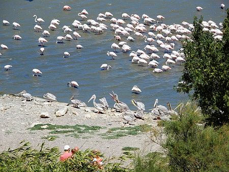 R�serve Africaine de Sigean