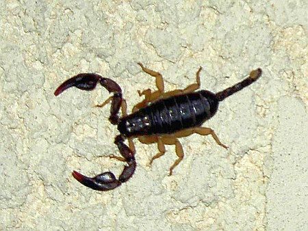 Scorpion