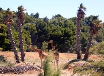 R�serve Africaine Sigean